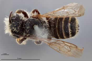 Media type: image;   Entomology 15729 Aspect: habitus dorsal view